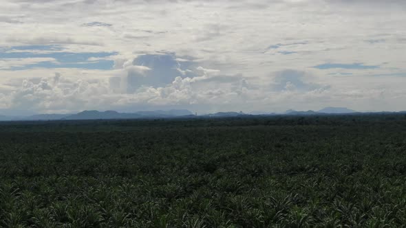 Aerial View of The Palm Oil Estates