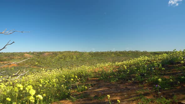 Low flyover past native wildflowers to lookout over Coalseam Conservation Park, Western Australia