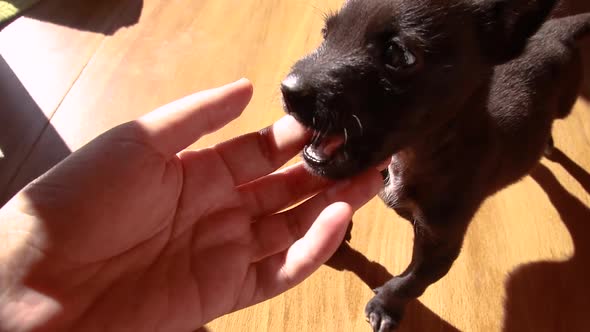 Cute moment when a black puppy is gently nibbling its owner's finger