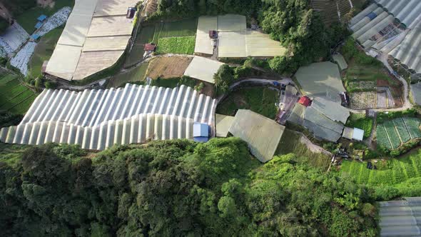 Cameron Highlands, Pahang Malaysia