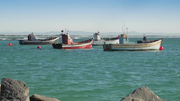 Anchored local fishing boats in harbour, Struisbaai, South Africa