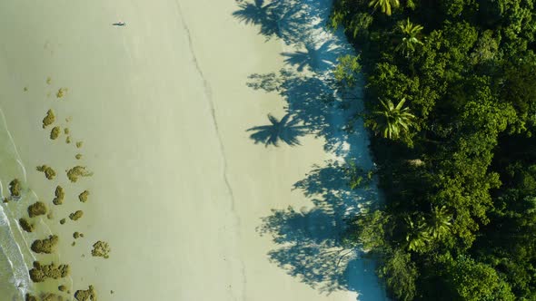 Aerial, Gorgeous Sand Beach And Rain Forest  At Cape Tribulation In Queensland, Australia