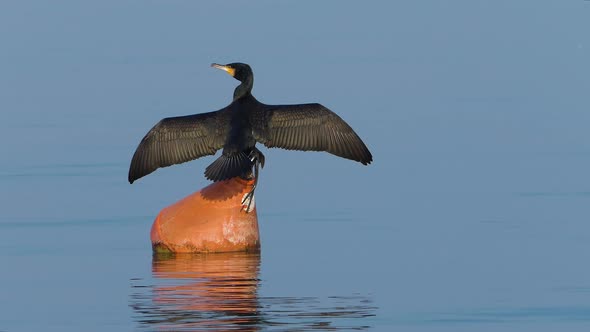 Cormorant Bird on Water Buoy
