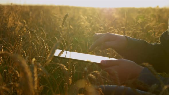 Close Up Farmer Businessman Working on Tablet Sitting in Wheat Field at Sunrise