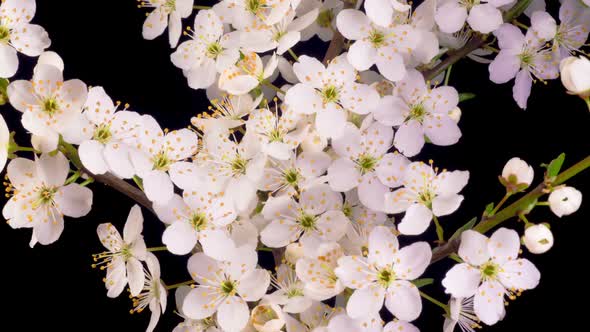 Cherry Blossom. White Flowers Opening on the Branches Cherry Tree.