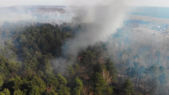 Aerial Large-scale Forest Fire. A Large Area of Forest Is Burning. Fire in the Pine Forest View From