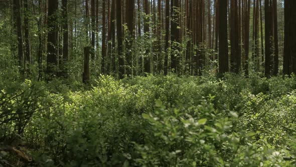 The Camera Moves Forward Over the Thick Grass in the Pine Forest