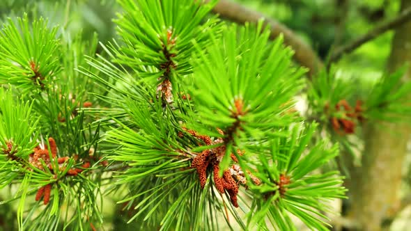 Green needles close-up.