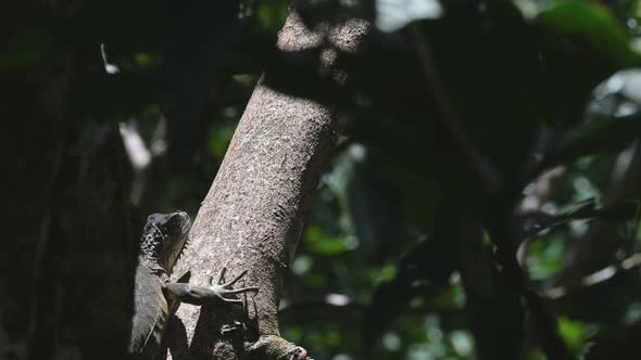 Green Iguana Lizard in a Tree, Climbing and Walking at Boca Tapada, Costa Rica, Wildlife Animal Beha