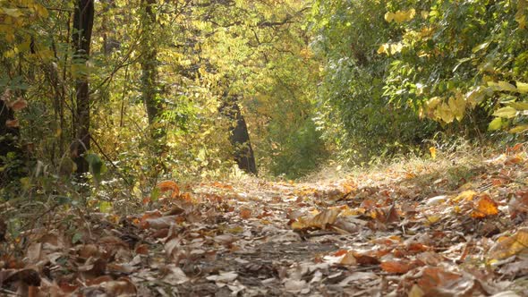 Fallen leaves in the forest slow pan 4K footage