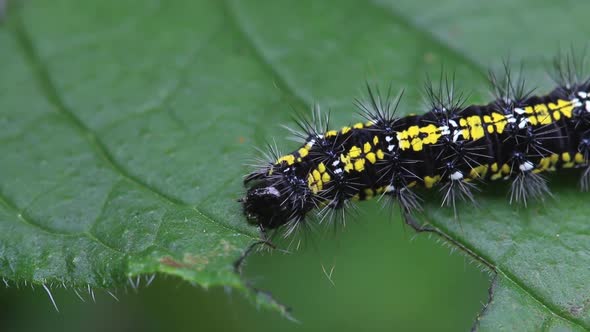 Closeup of Scarlet Tiger Moth Catapillar, Callimorpha dominula, feeding on Green Alkanet leaf. Sprin