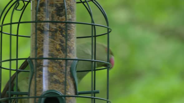Close-up Green Tropical Parrot Near Feeding Trough