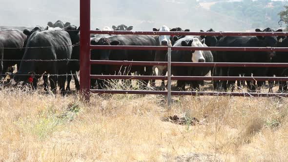 Herd of black Angus Cattle grouped in front of a traditional barbed wire fence looking at camera