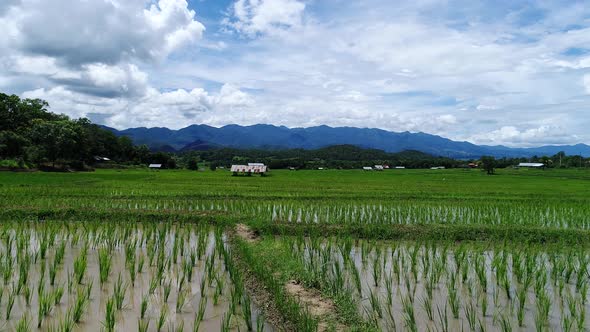 Fly over, close up of a Rice Field, Chiang Mai, Thailand.