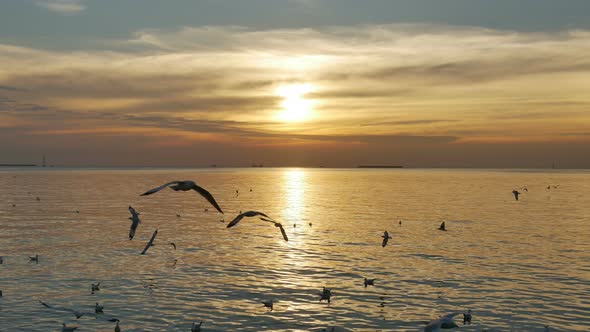 Bird Flying On Sunset