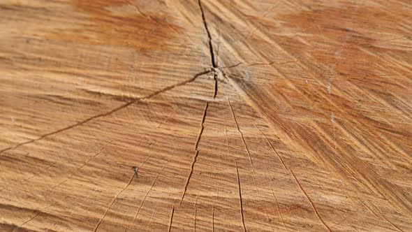 Shallow DOF firewood texture made with splitting maul of tree logs 4K 2160p 30fps tilting UltraHD fo