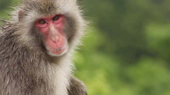 Japanese Macaque (Snow Monkey)