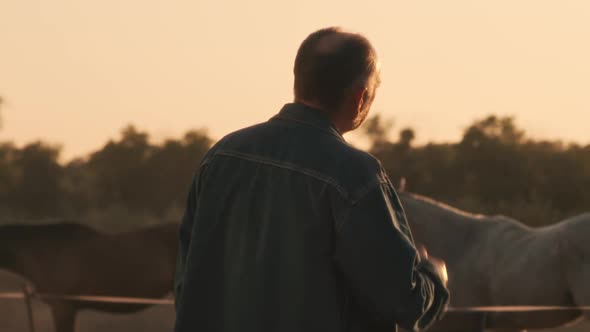 Senior Farmer Admiring Horses in Paddock