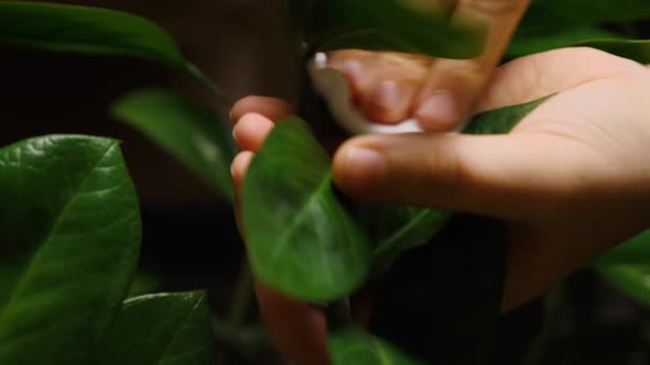 A close-up of a woman's hand wiping the green leaves of a houseplant of dust