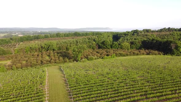 Vineyard in Leelanau County, Traverse City Michigan, Sleeping Bear Dunes National Lakeshore