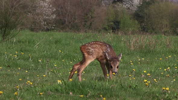 Roe Deer, capreolus capreolus, Fawn in Blooming Meadow, Normandy, Real Time