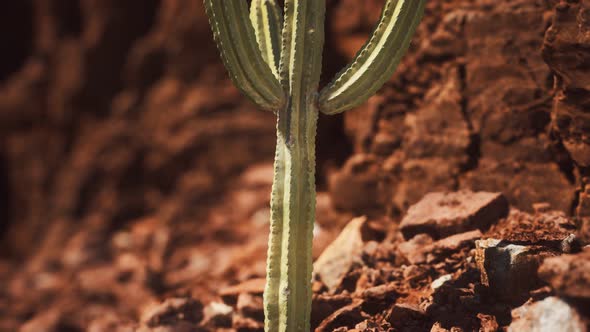 Cactus in the Arizona Desert Near Red Rock Stones