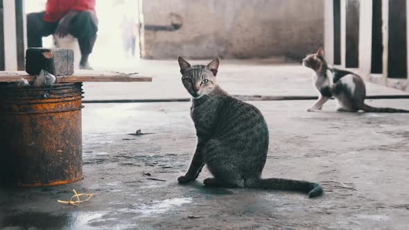Portrait of Stray Cat Sitting on Dirty Floor at African Fish Market Zanzibar
