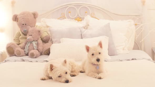 Two Adorable Dogs Ready To Celebrate Christmas