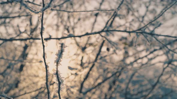 Winter Forest with Trees Covered with Frost at Sunlight