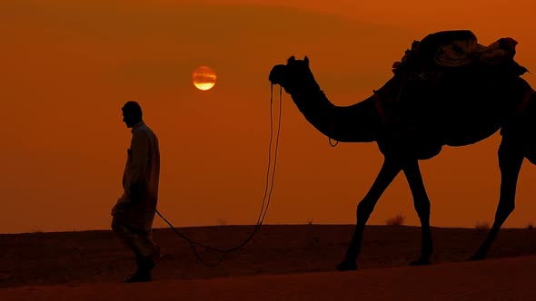 Cameleers, Camel Drivers at Sunset