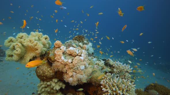 Coral Garden Seascape