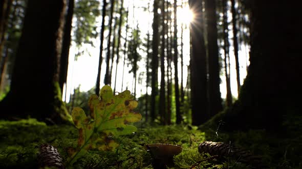 Sunshine is coming into the forest, Timelapse of a lower perspective on a autumn colored leaf with a