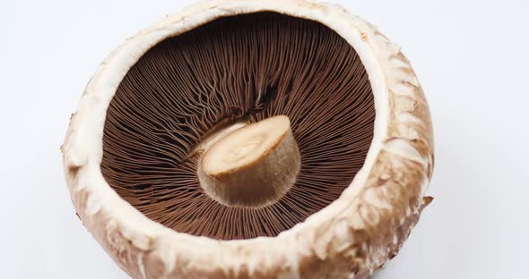 Mushroom Portobello Close Up Rotating Champignon. Macro Video of Raw Food Background