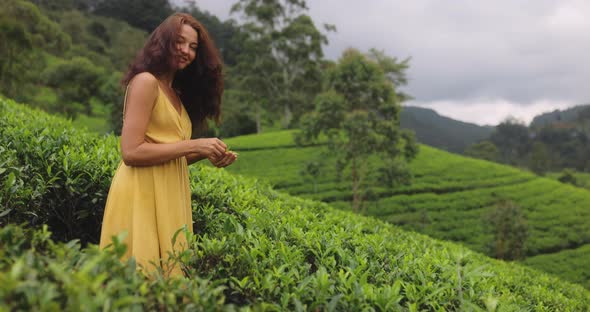 Traveler Woman With Tea Leaf in Hand During Her Travel to Famous Nature Landmark Tea Plantations in