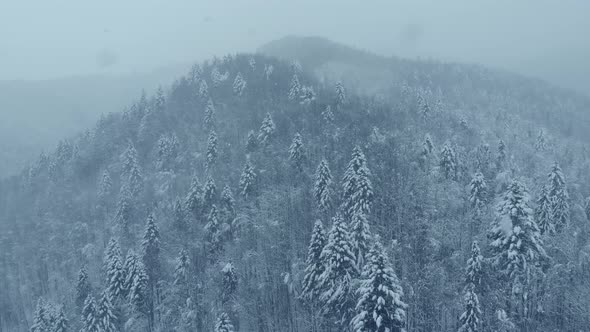 Aerial shot: spruce and pine winter forest completely covered by snow