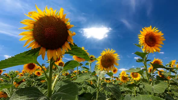 summer landscape - field of sunflowers on a background cloudy sky