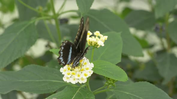 Close up of active Black and Blue colored Butterfly collecting pollen of flower - slow motion -