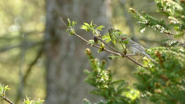 Beautiful small bright bird perched on a small wooden branch looking for food with a fantastic green