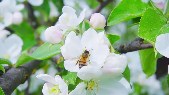 Bee Apple 