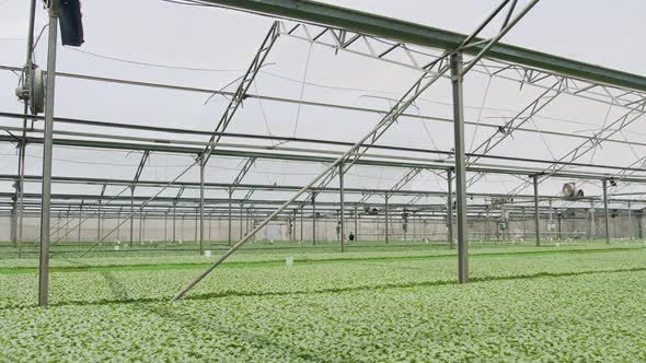 Large industrial nursery with organic vegetable plants growing inside a greenhouse