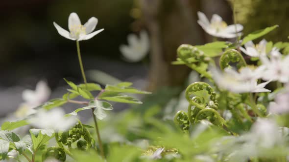 NATURE - Wood anemone flowers next to a stream, Sweden, rack focus close up