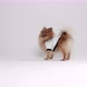 Pomeranian Spitz with sweatshirt - VideoHive Item for Sale