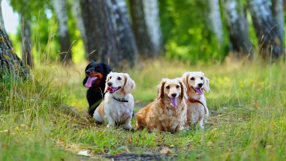 Lovely dogs on grass