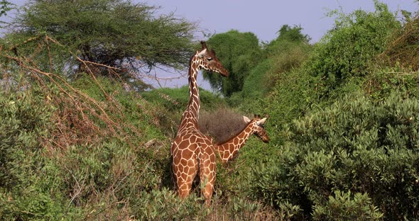 Reticulated Giraffe, giraffa camelopardalis reticulata, Pair at Samburu park in Kenya, Real Time 4K