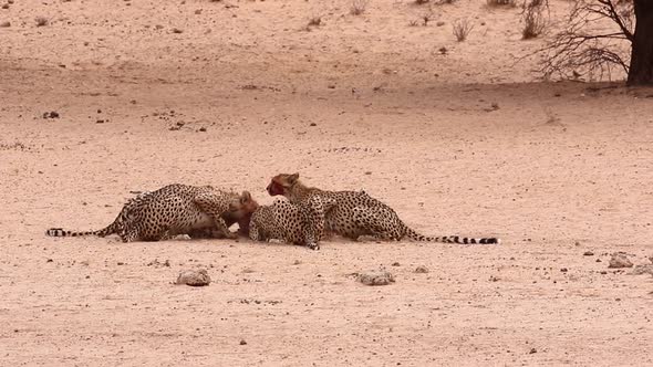 Five African Cheetahs feed on a recently killed antelope in Kalahari
