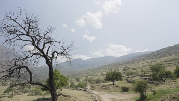 Landscape of Arid Terrain with Mountains and Trees