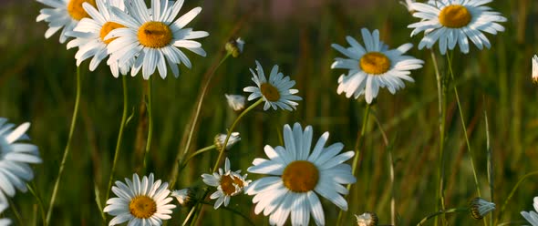 Chamomile Fields