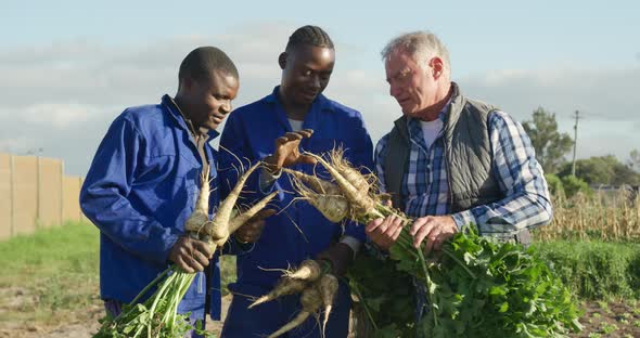 Men working on farm