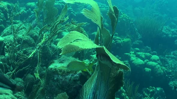 Fish shelter by Gorgonian Fan