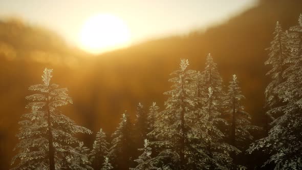 Pine Forest on Sunrise with Warm Sunbeams alt